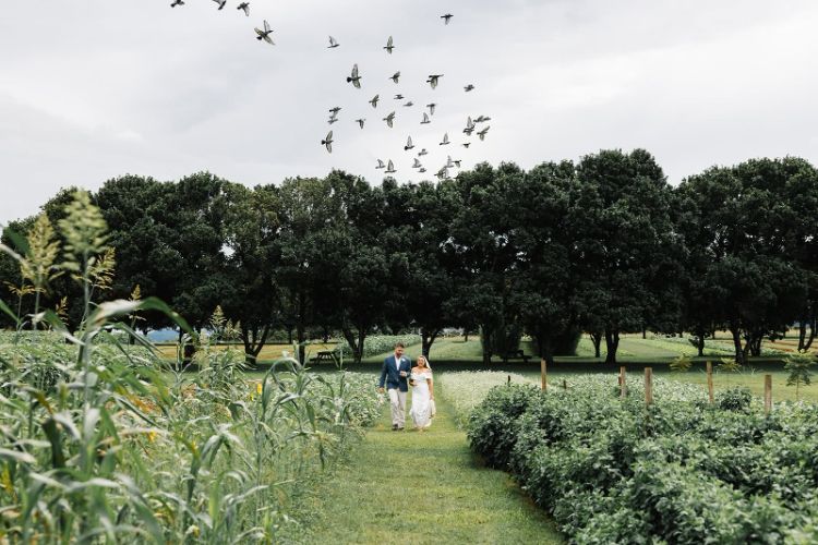 Newlywed couple walking in crops at Farm + Co wedding venue
