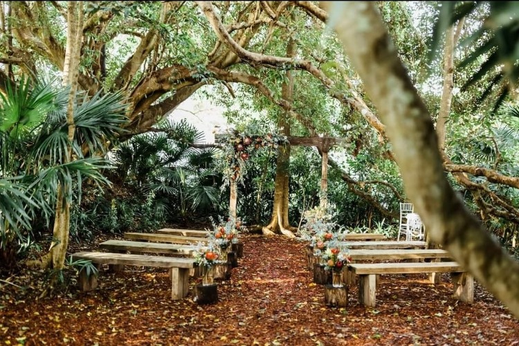 Fig tree forest ceremony venue in North Coast NSW